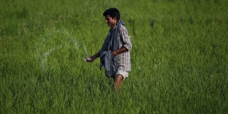 Farmers in Kesinga face urea shortage