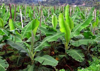 Lucknow institute develops 'medicine' to save banana crops