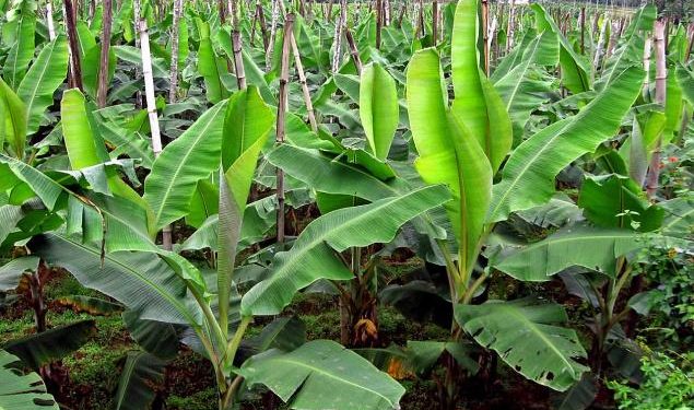 Lucknow institute develops 'medicine' to save banana crops