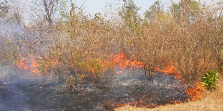 Bandipur fire in jungle