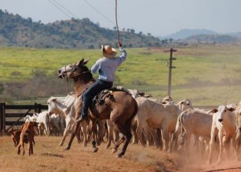 Amazon rainforest cowboys