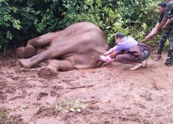 Elephant falls sick in Keonjhar, officials worried