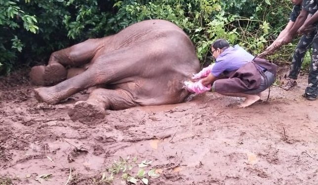 Elephant falls sick in Keonjhar, officials worried