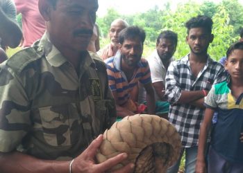 Pangolin rescued