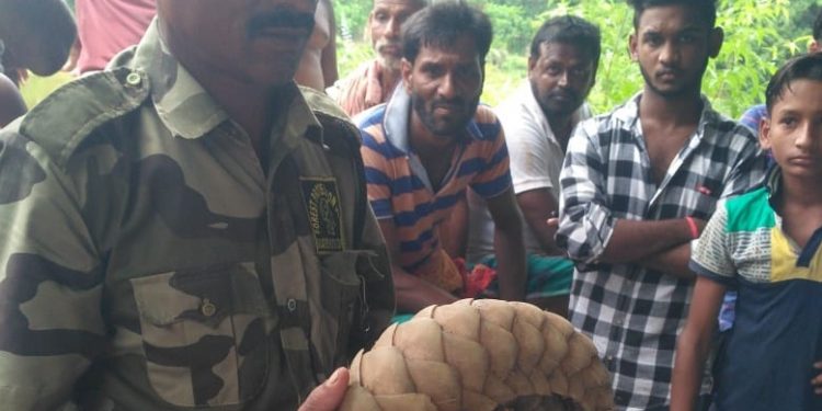 Pangolin rescued