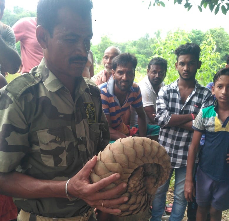 Pangolin rescued