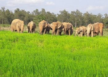 Residents fume as jumbo herd goes on rampage