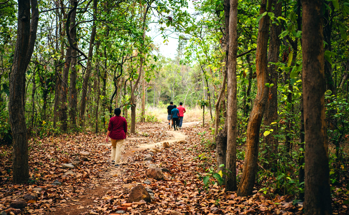 Jungle Trekking