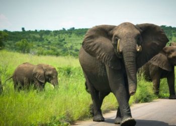 Jumbos wreak havoc; attack elderly farmer, destroy acres of farm land