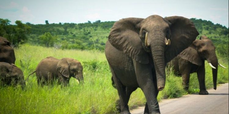 Jumbos wreak havoc; attack elderly farmer, destroy acres of farm land