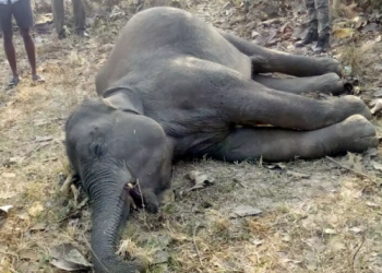 Female elephant’s carcass recovered