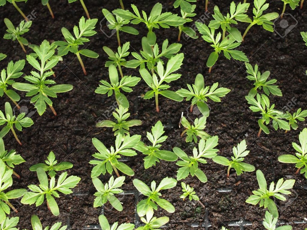 After pisciculture, SHGs try hands at floriculture