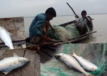 Fishermen worry as Hilsa export nosedives