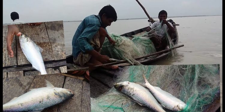 Fishermen worry as Hilsa export nosedives