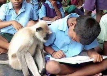 Unique school where a langur attends classes along with other students