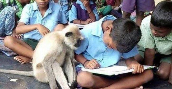 Unique school where a langur attends classes along with other students