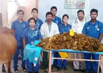 52kgs of plastic waste removed from cow's stomach