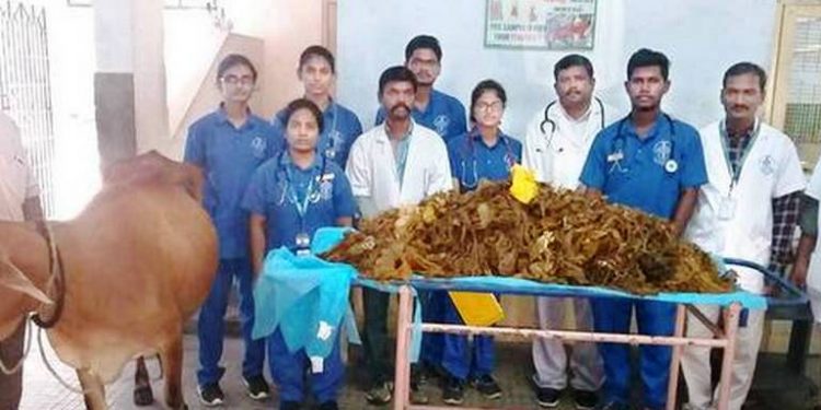 52kgs of plastic waste removed from cow's stomach