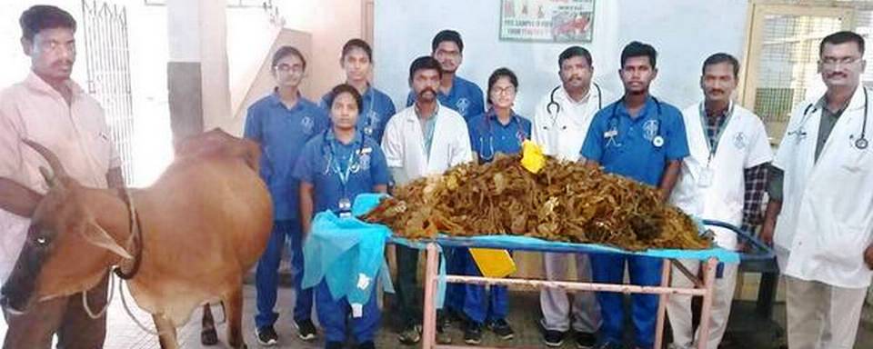 52kgs of plastic waste removed from cow's stomach