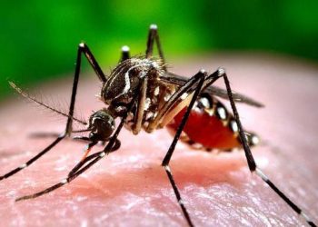 70 dengue patients under treatment at SCBMCH