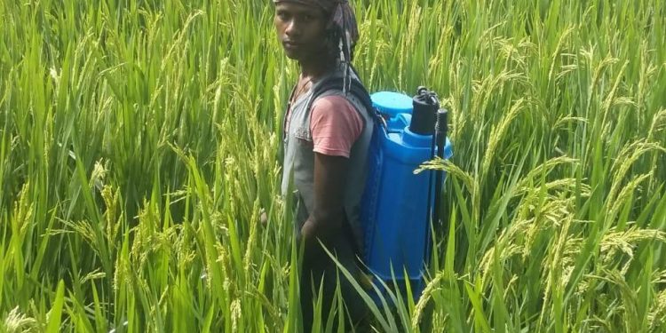 Brown plant hoppers destroy paddy in Nabarangpur district