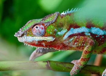 Read to know when, why and how chameleons change color