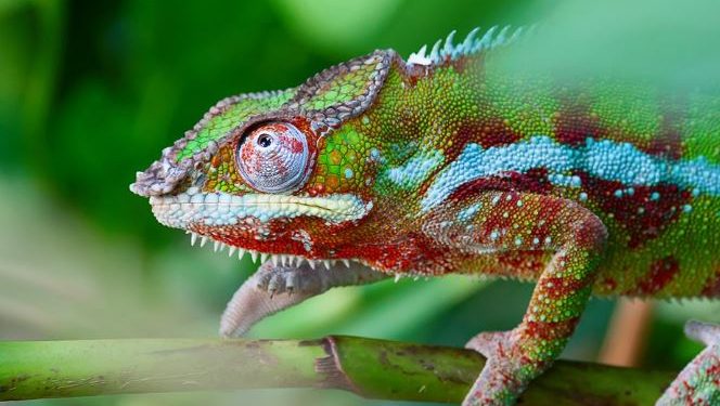Read to know when, why and how chameleons change color