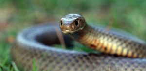 Two die of snakebites in Odisha’s Sundargarh district