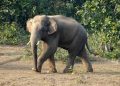 Tuskar attack