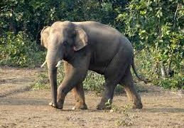 Tuskar attack