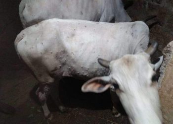 Livestock suffer from unidentified disease in Nayagarh