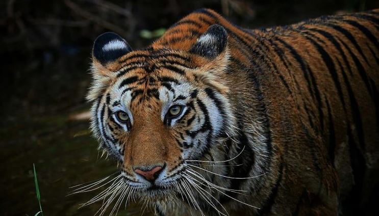 NTCA team in Satkosia Tiger Reserve for observing ‘Sundari’