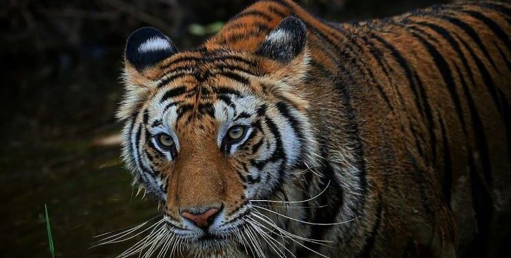 NTCA team in Satkosia Tiger Reserve for observing ‘Sundari’