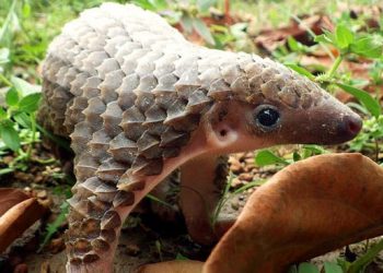 Pangolin rescued in Baripada, four arrested