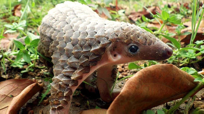 Pangolin rescued in Baripada, four arrested