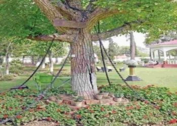 Tree that was arrested 121 years ago is still in chains