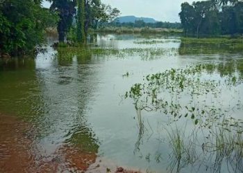 Unseasonal rain dashes farmers’ hope in Gajapati this Deepavali
