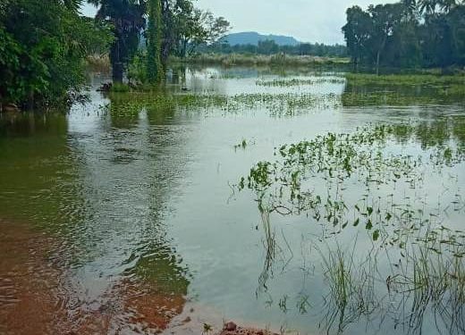 Unseasonal rain dashes farmers’ hope in Gajapati this Deepavali