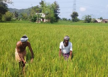 Paddy farmers fret as pest onslaught spreads