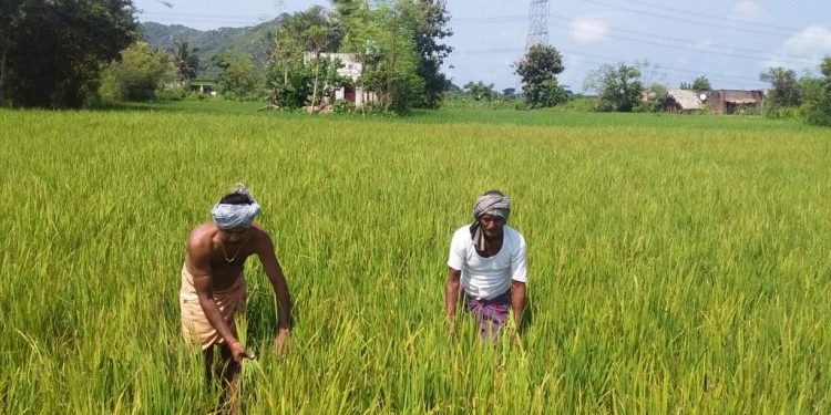 Paddy farmers fret as pest onslaught spreads