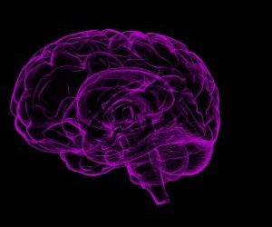 Human brain