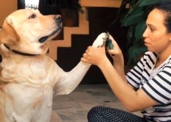 Entertaining dog video which has gone viral; You must watch