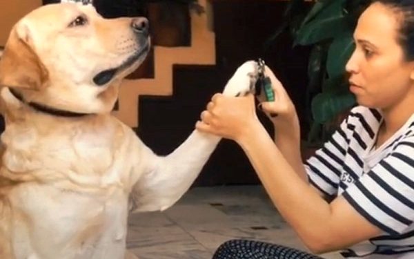 Entertaining dog video which has gone viral; You must watch