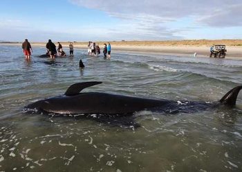 Satellites to detect stranded whales from space