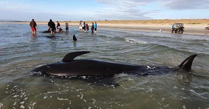 Satellites to detect stranded whales from space