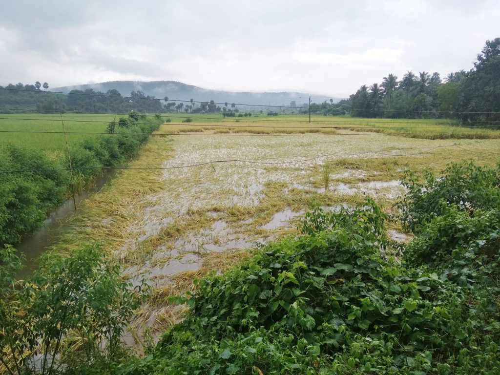 Unseasonal rains play spoilsport on vegetable, paddy cultivation