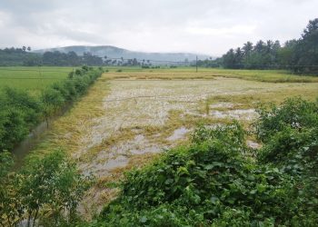 Unseasonal rains play spoilsport on vegetable, paddy cultivation