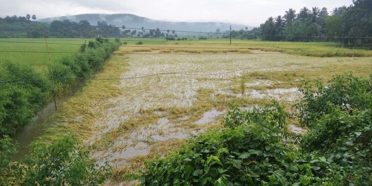 Unseasonal rains play spoilsport on vegetable, paddy cultivation