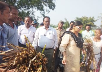 Bhograi farmers show rotten paddy plants to central team