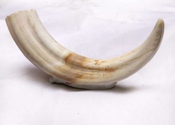 Animal hides and tusks smuggling racket busted in Kalahandi